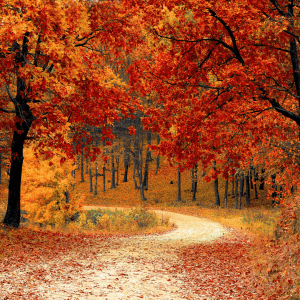 SOIN NUANCES D'AUTOMNE nano boté clermont fd