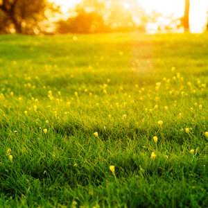 soin energie du printemps nano boté clermont fd